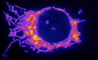 Picard says images often provide clues to function. This image of a cell nucleus surrounded by mitochondria (pink and orange) suggests that mitochondria are acting as intermediaries between the outside world of the cells and the inner world of the genome.